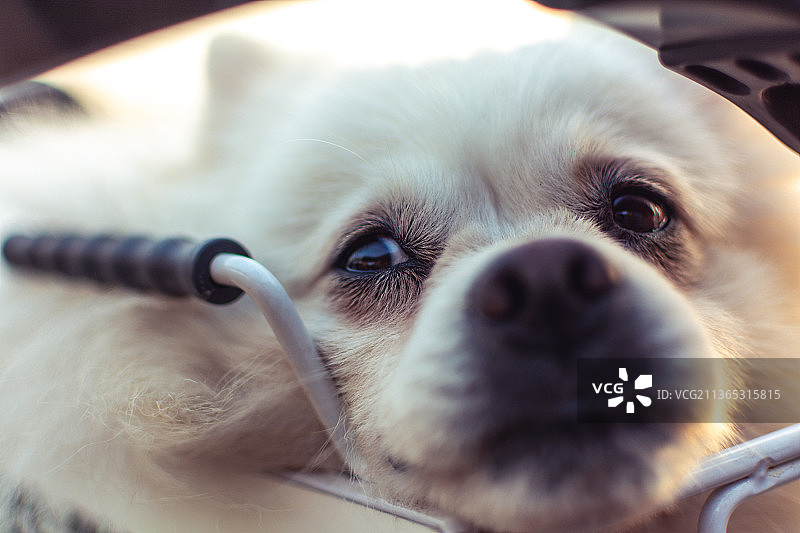 博美犬特写图片素材