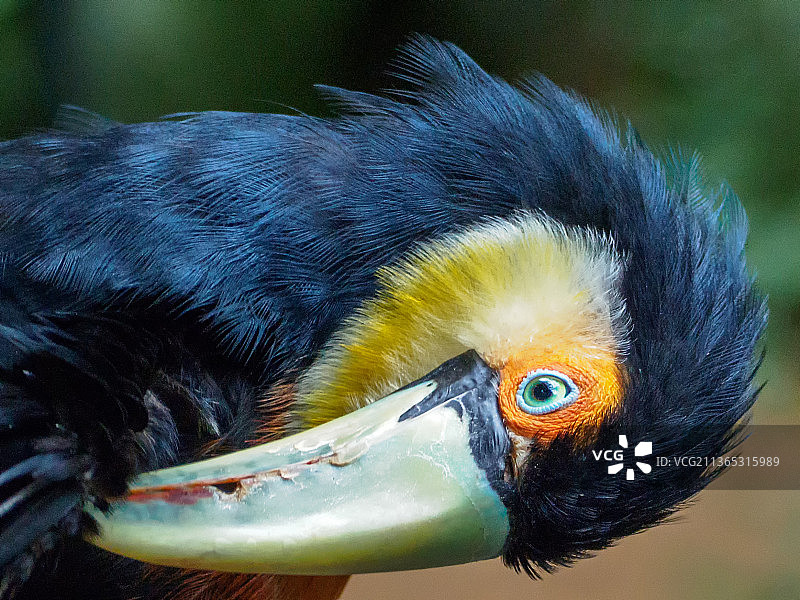 绿嘴巨嘴鸟特写图片素材