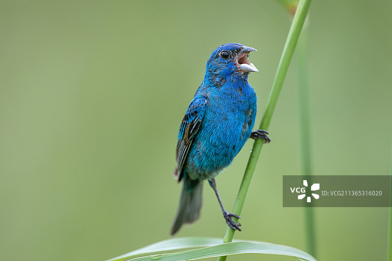 靛蓝彩雀特写，鸣禽栖息在植物上，美国弗吉尼亚州古奇兰图片素材