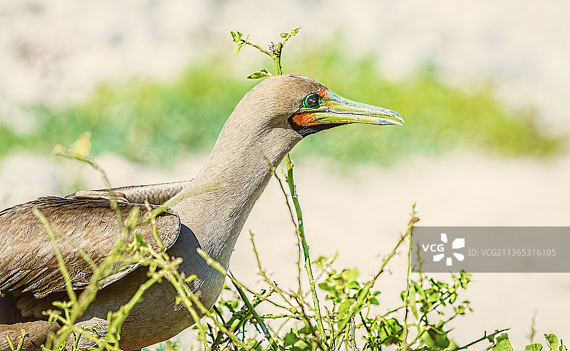 红脚鲣鸟（近距离拍摄），苍鹭栖息在植物上，厄瓜多尔图片素材