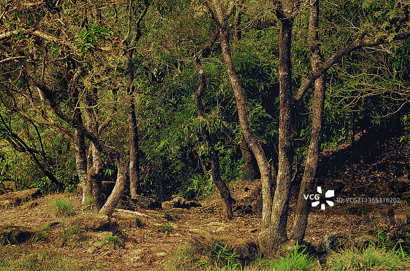 印度梅加拉亚邦森林树木之夜图片素材