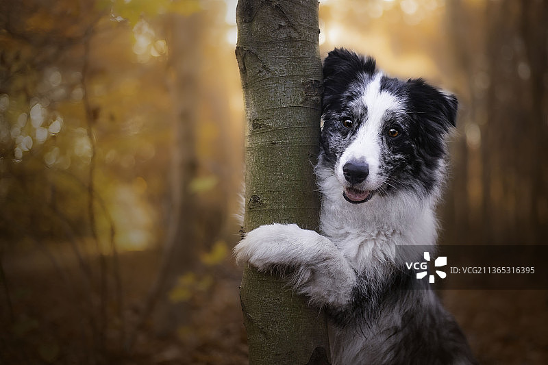 冬季森林中柯利牧羊犬的特写图片素材