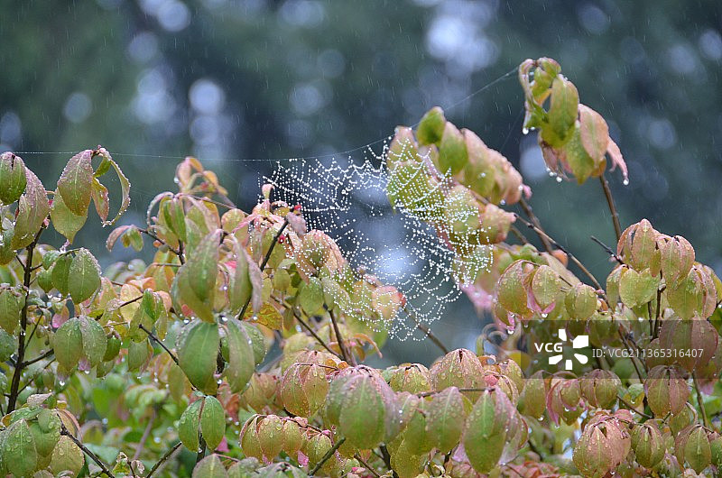 雨季潮湿植物叶子特写上的蜘蛛网图片素材
