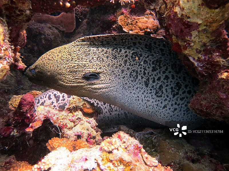 海中游泳的灰色海鳗特写图片素材