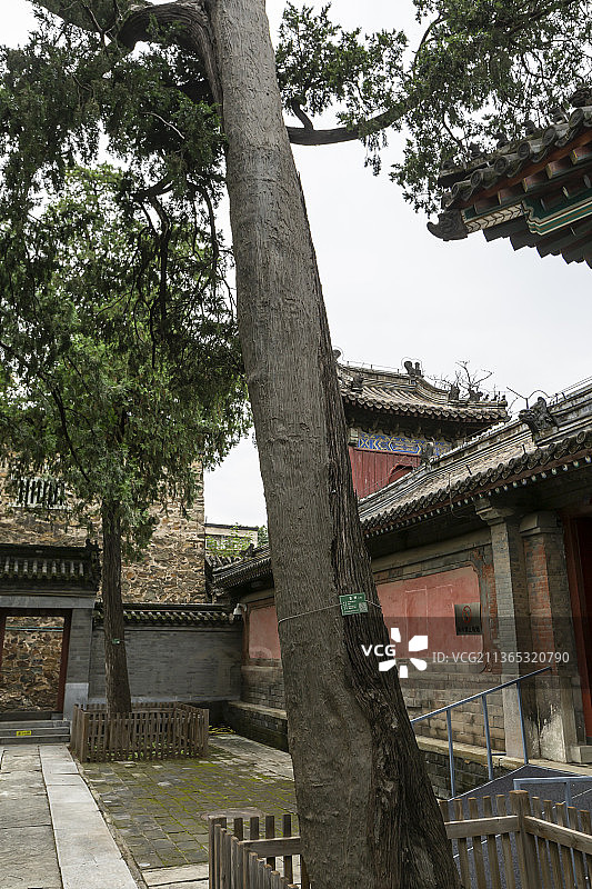 北京燕京八绝博物馆（承恩寺）：护法松图片素材