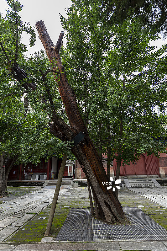 北京燕京八绝博物馆（承恩寺）：护法松图片素材