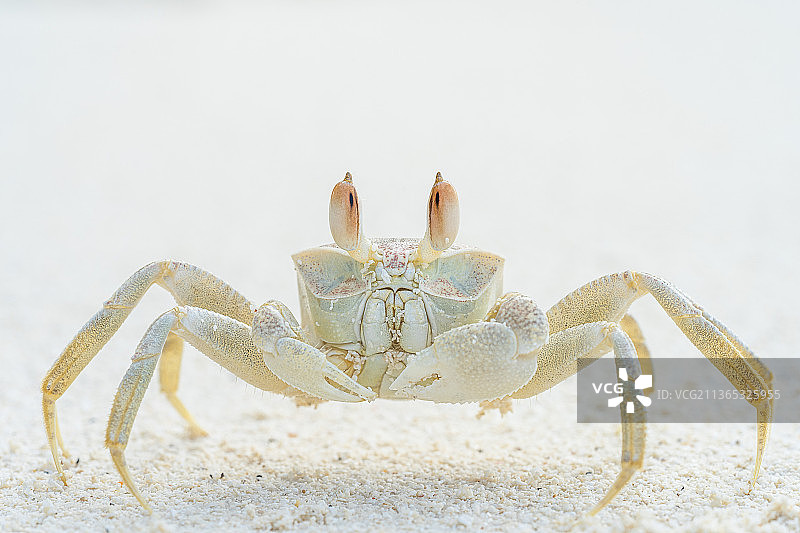 海滩沙滩上螃蟹特写：幽灵蟹图片素材