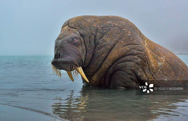 大象在海中游泳的特写镜头图片素材