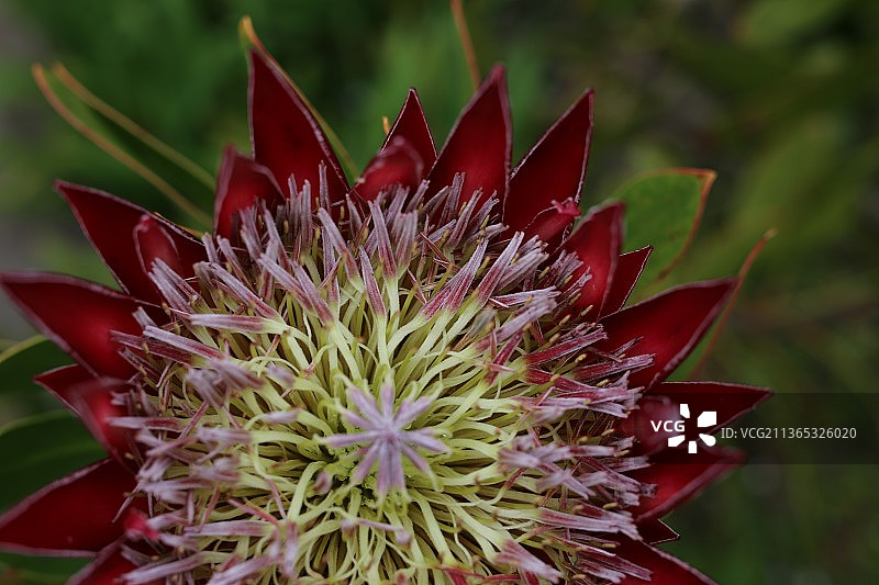 帝王花红色花朵特写图片素材