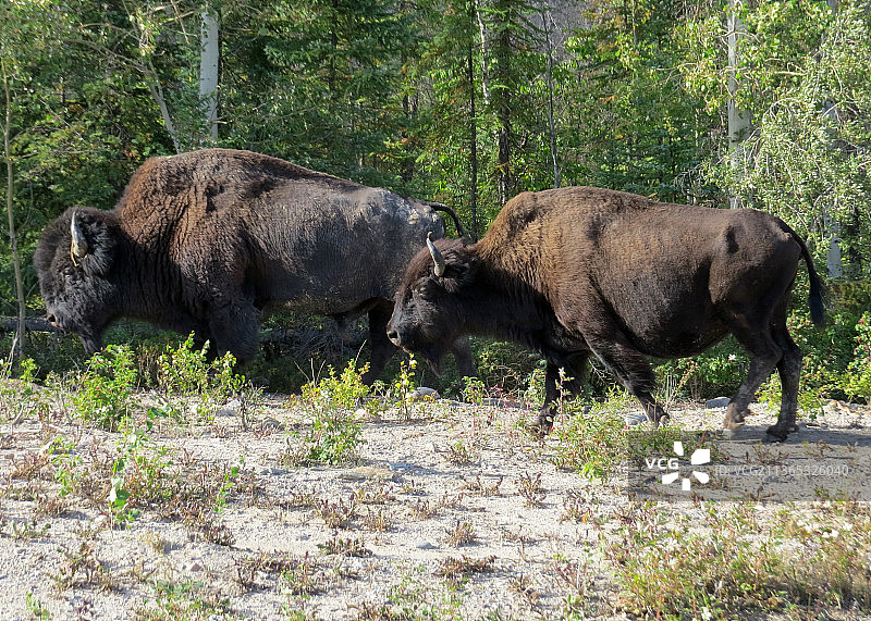 迁徙中的美洲野牛群（加拿大西北地区）图片素材