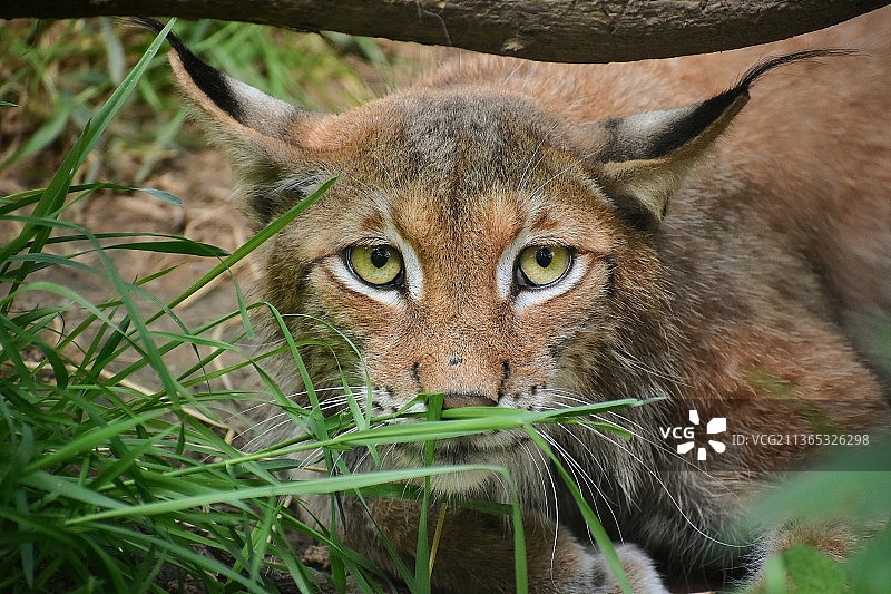 欧亚猞猁特写肖像图片素材