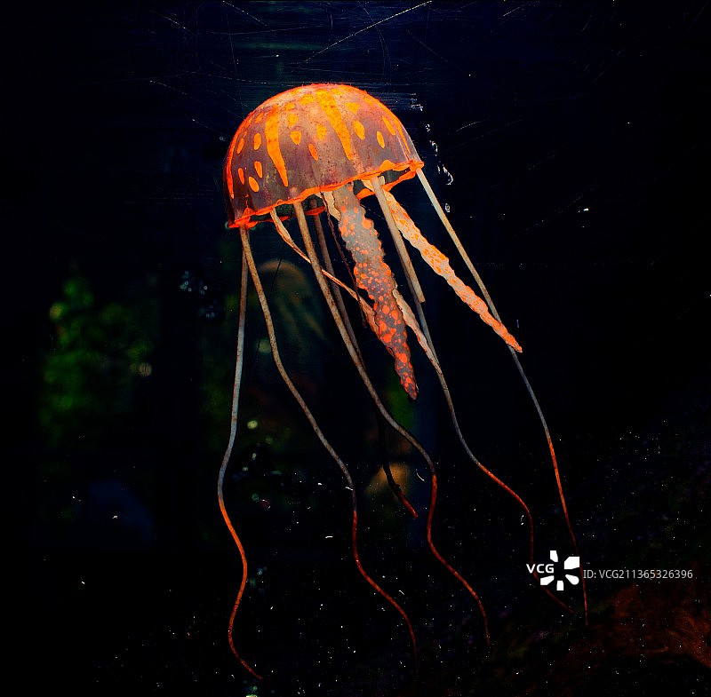 水族馆中游泳的水母特写图片素材