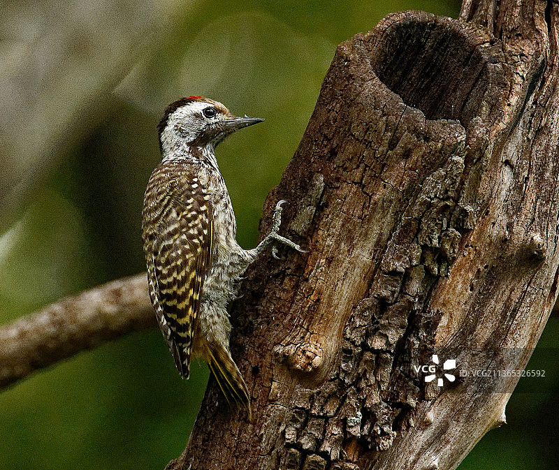 红额啄木鸟特写，栖息在树上，南非哈特比斯普特大坝图片素材
