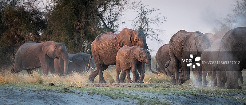 家庭时光：一群大象图片素材