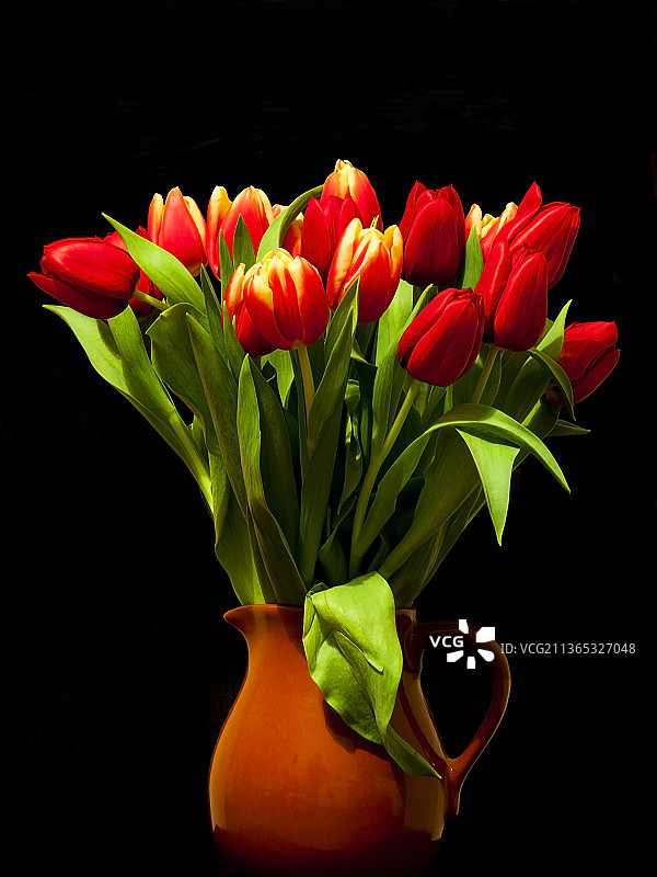 黑色背景下花瓶中郁金香特写图片素材