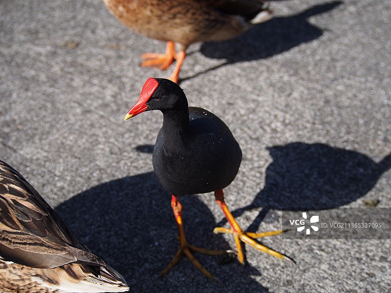 夏威夷小鸡：高角度拍摄栖息在人行道上的鸭子图片素材