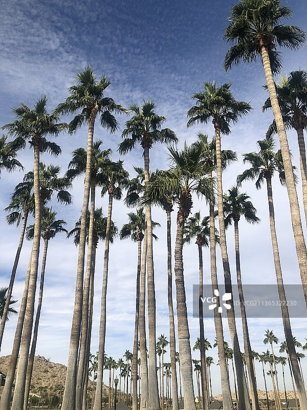 朋友之间，从下往上看亚利桑那州固特异的棕榈树图片素材