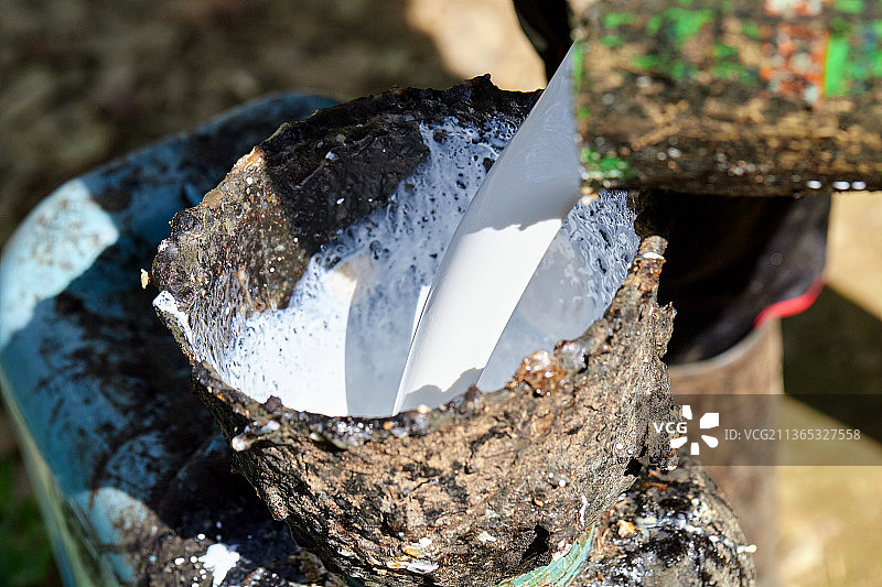 在泰国，工人将橡胶乳胶倒入塑料碗中图片素材