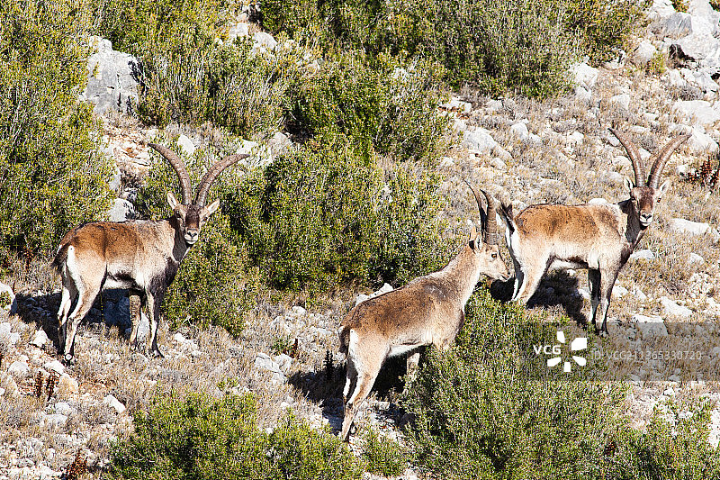 野山羊，森林岩石上的两只鹿图片素材