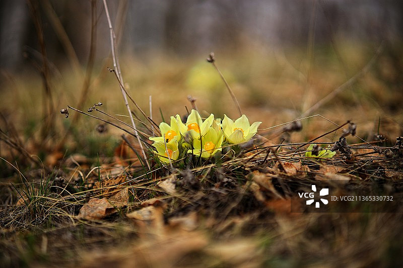 田野里黄色番红花特写图片素材