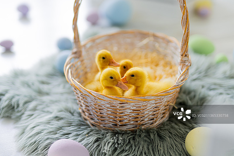 四只黄色蓬松的小鸭坐在装满复活节干草的草篮里图片素材