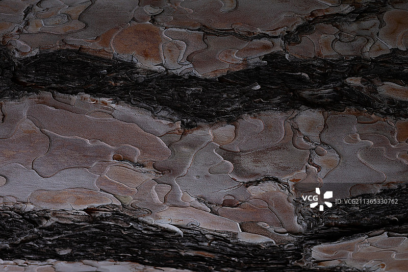 树皮纹理特写，绝佳设计背景图片素材