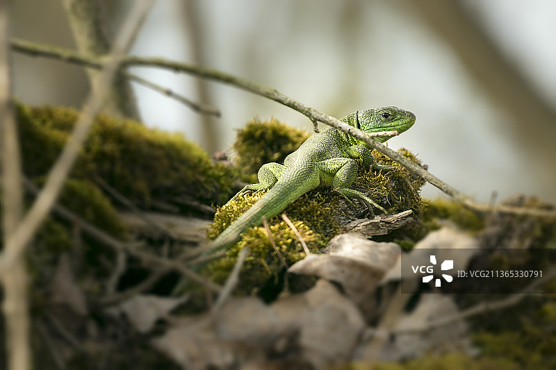 植物上的蜥蜴特写图片素材