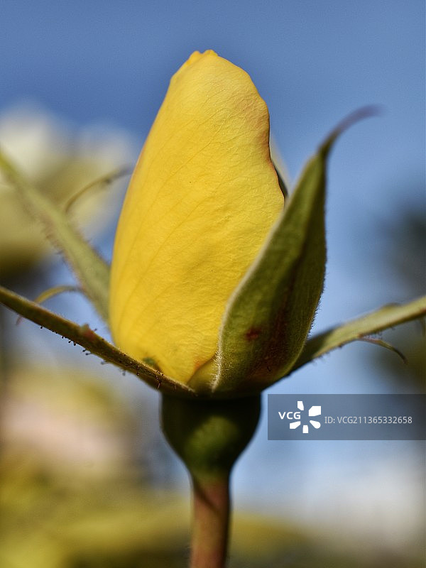 黄色玫瑰花蕾，黄色植物特写图片素材