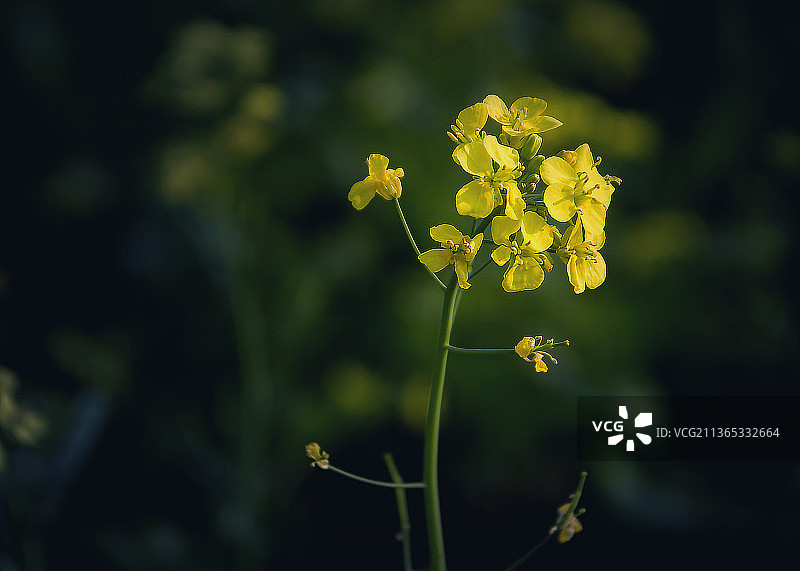 孟加拉国明希甘杰地区田野上的黄色芥菜籽花特写图片素材