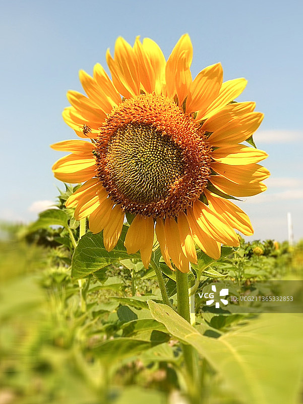 蜜蜂与阳光：向日葵特写，印度尼西亚图片素材