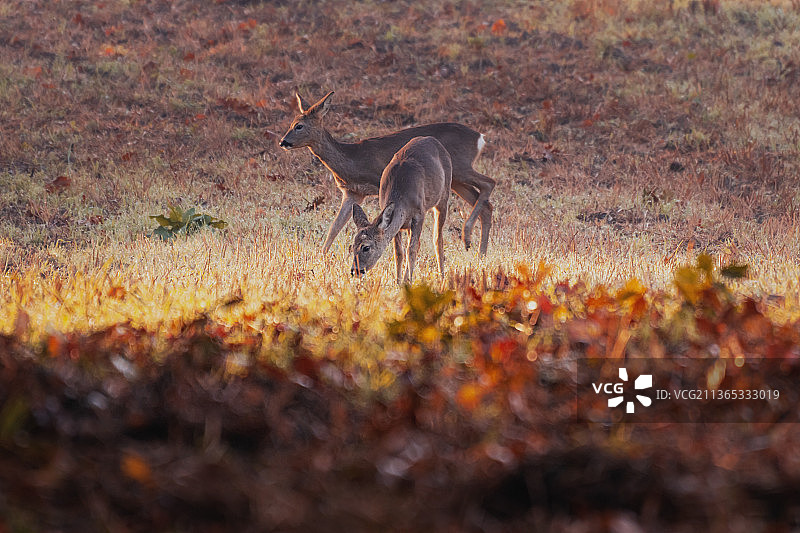 波兰伊瓦瓦田野上白色物体的侧面图图片素材