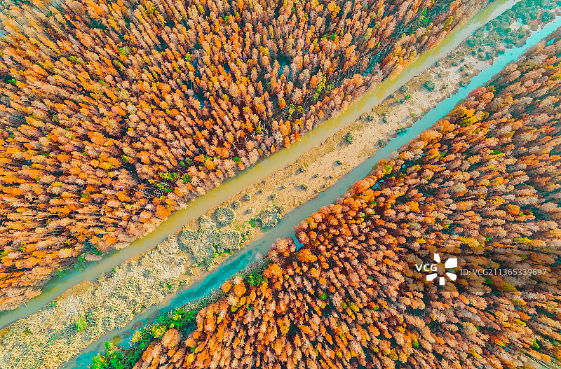广东  珠海 斗门 白蕉 灯笼沙 落羽杉 水杉图片素材