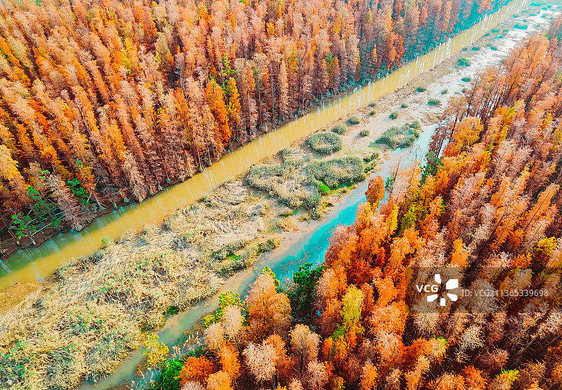 广东  珠海 斗门 白蕉 灯笼沙 落羽杉 水杉图片素材