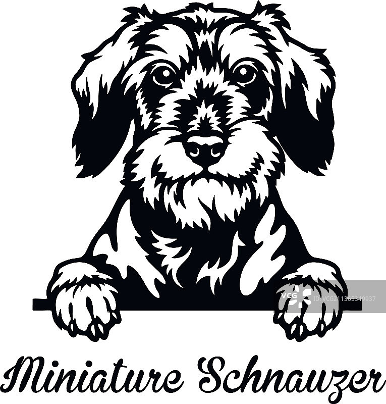 迷你雪纳瑞犬头部特写图片素材