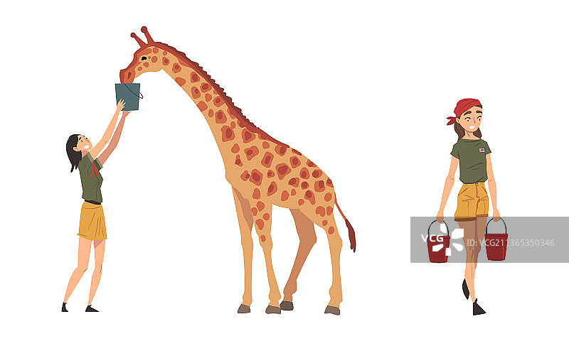 女饲养员用水桶喂长颈鹿图片素材