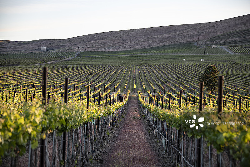 雅基马山谷红色山脉AVA，华盛顿州图片素材