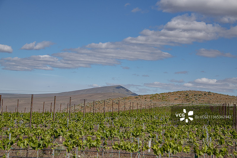 雅基马山谷红色山脉AVA，华盛顿州图片素材