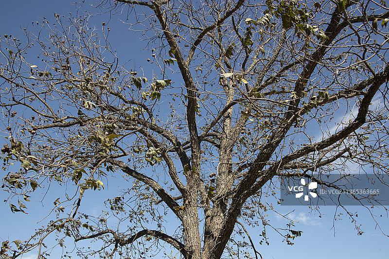 德克萨斯州圣萨巴的山核桃树图片素材