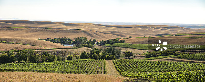 华盛顿州瓦拉瓦拉北部的葡萄园图片素材