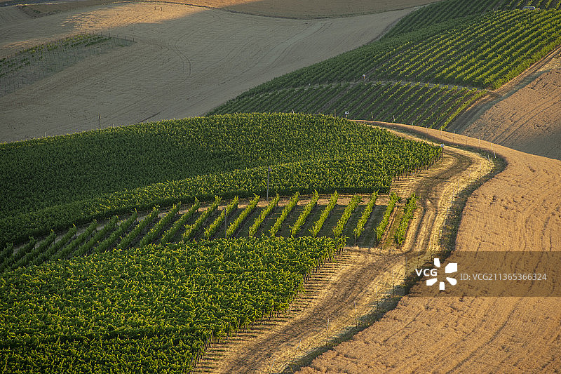 华盛顿州瓦拉瓦拉北部的葡萄园图片素材