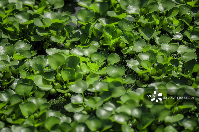 雨久花科图片素材