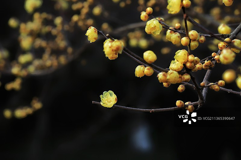 腊梅花开图片素材