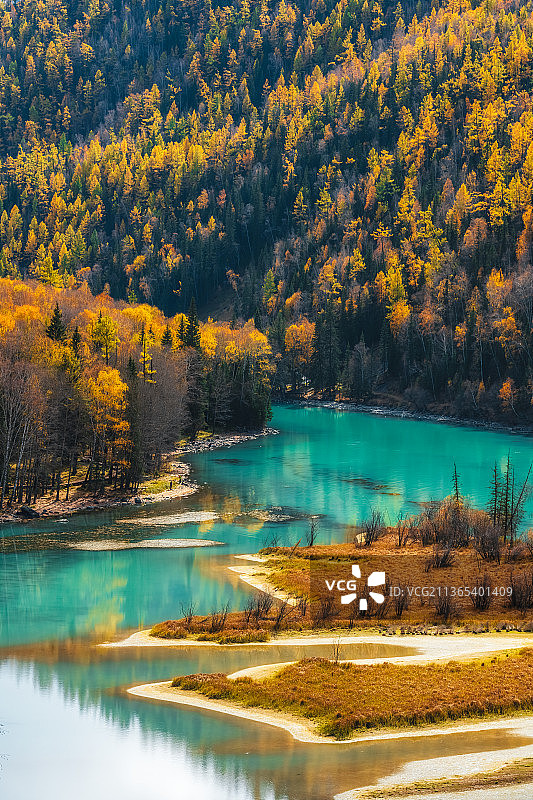 新疆阿勒泰地区布尔津喀纳斯景区喀纳斯河卧龙湾秋季户外风光高视角图片素材