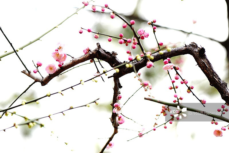 傲骨（梅花）图片素材
