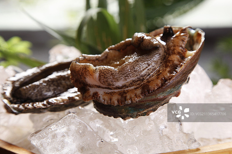 鲜活的鲍鱼图片素材