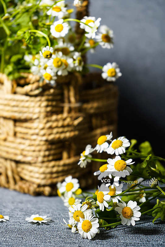 洋甘菊静物摄影图片素材