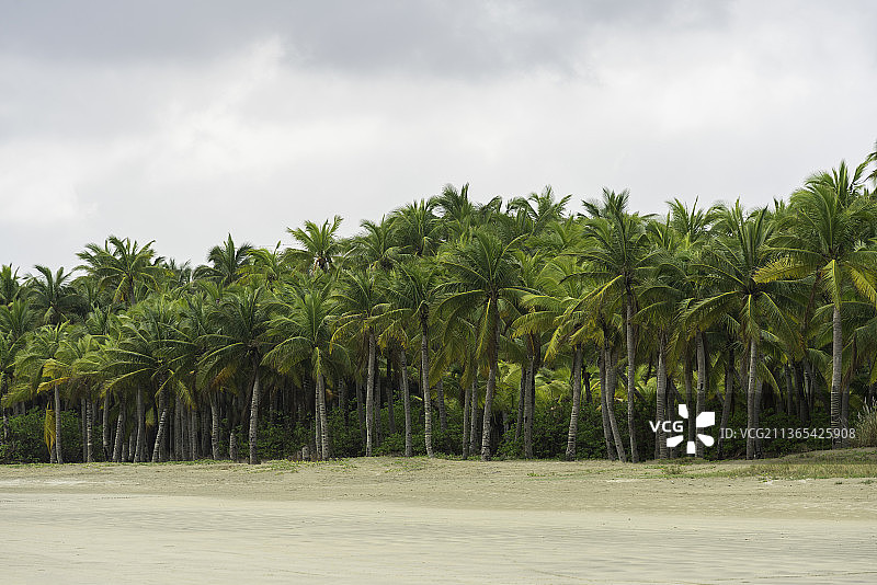 中国海南省文昌市东郊椰林风光图片素材