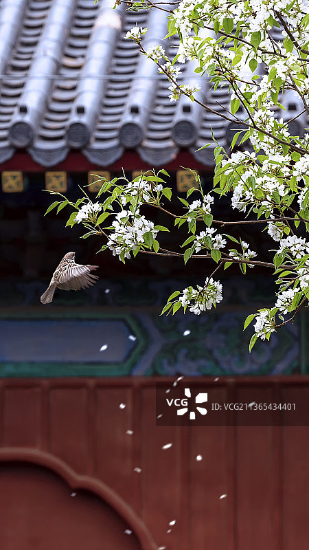 春花秋月何时了图片素材