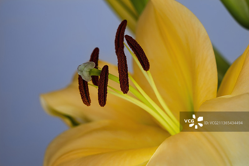 百合花蕊图片素材