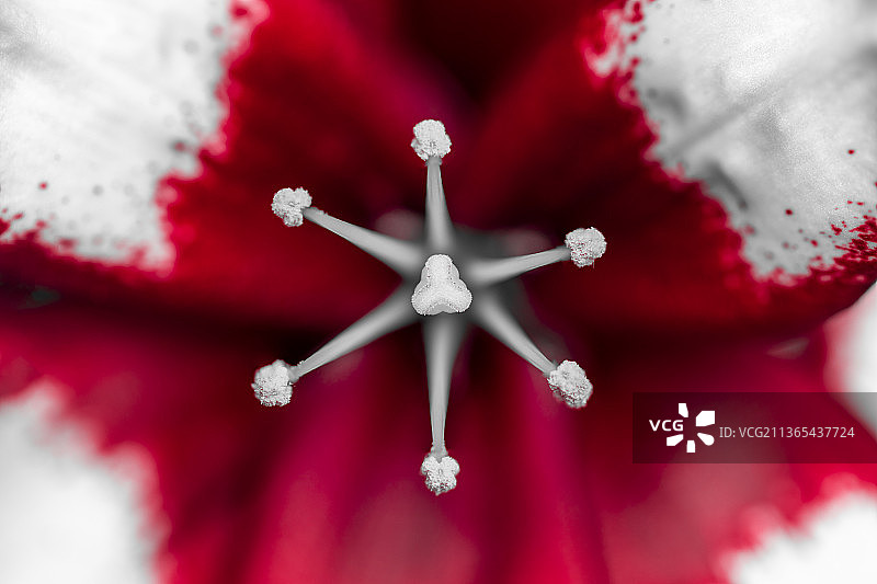 百合花图片素材